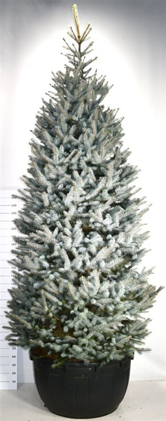 Picea pungens 'Blue Diamond' - C500 350-400 CM